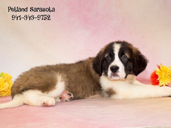 Dream Tails Sarasota Pet Store Dogs and Puppies For Sale