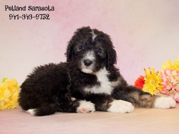 Dream Tails Sarasota Pet Store Dogs and Puppies For Sale