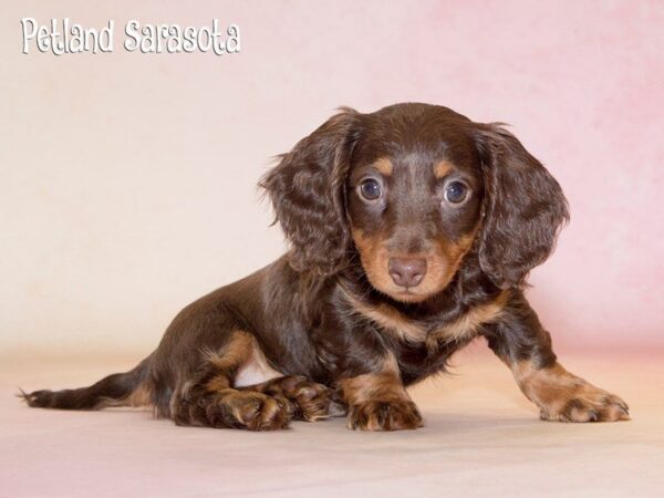 Dachshund — adopted from Dreamtails