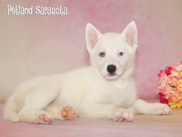 Siberian Husky — adopted from Dreamtails