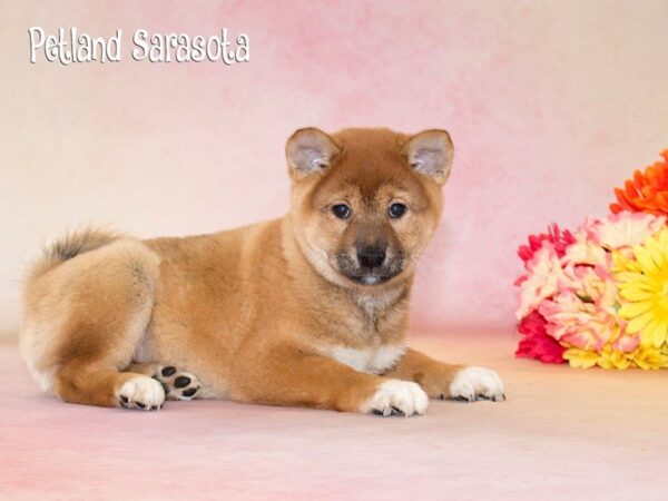 Shiba Inu — adopted from Dreamtails