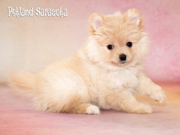 Pomeranian — adopted from Dreamtails