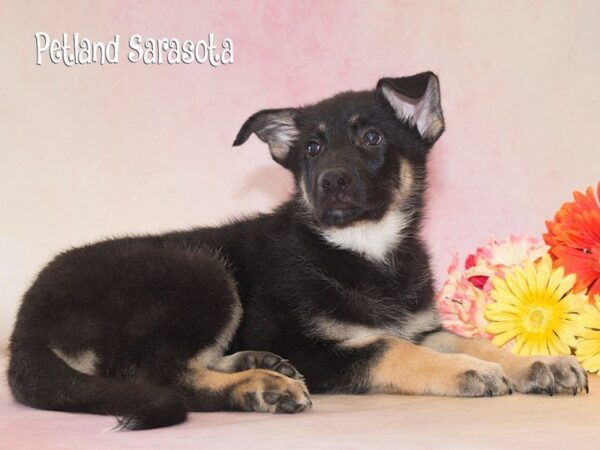 German Shepherd — adopted from Dreamtails