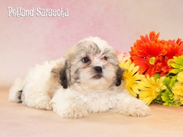 Teddy Bear — adopted from Dreamtails