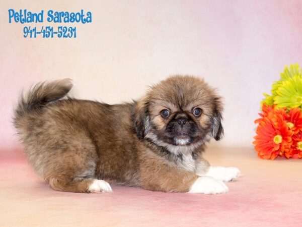 Pekingese — adopted from Dreamtails