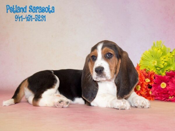 Basset Hound — adopted from Dreamtails
