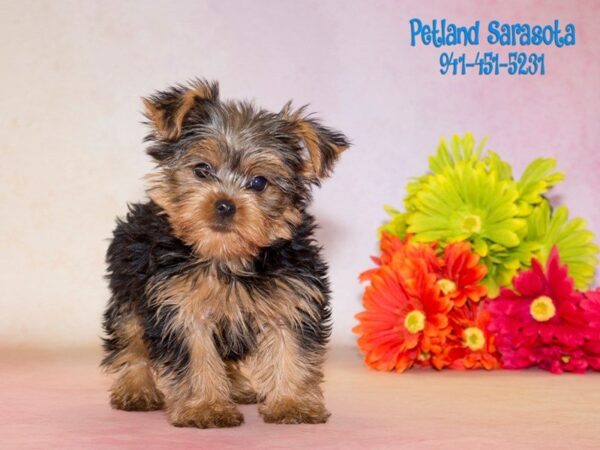 Yorkshire Terrier — adopted from Dreamtails
