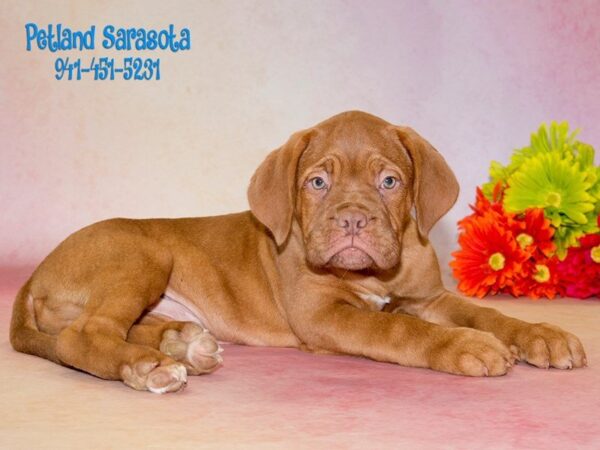 Dogue De Bordeaux — adopted from Dreamtails