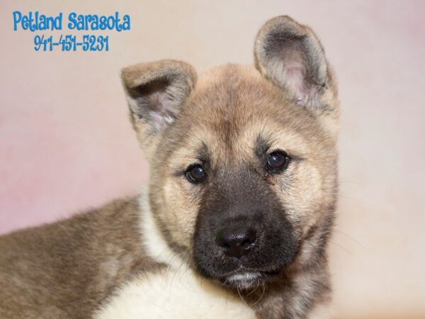 Akita — adopted from Dreamtails