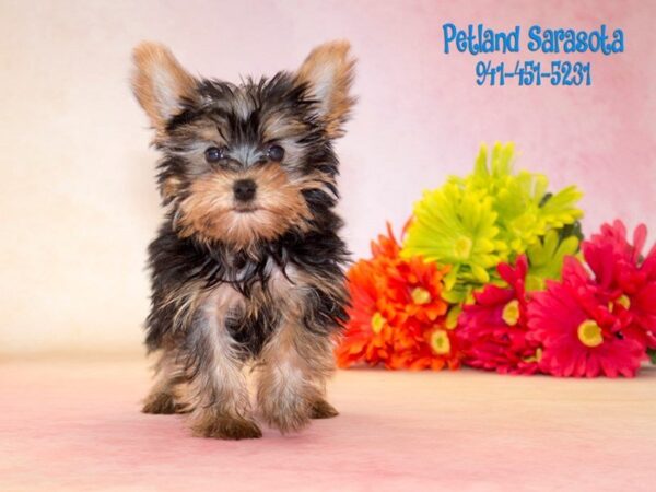 Yorkshire Terrier — adopted from Dreamtails