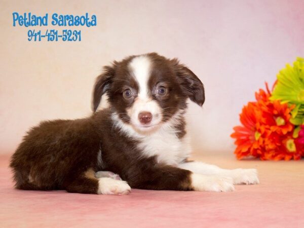 Miniature Australian Shepherd — adopted from Dreamtails