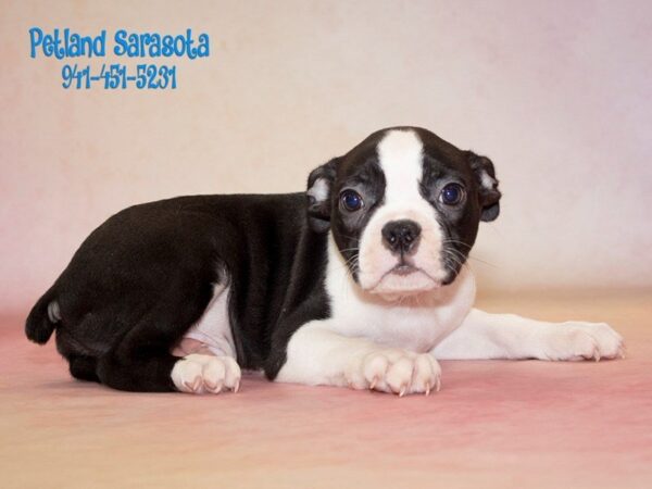 Boston Terrier — adopted from Dreamtails