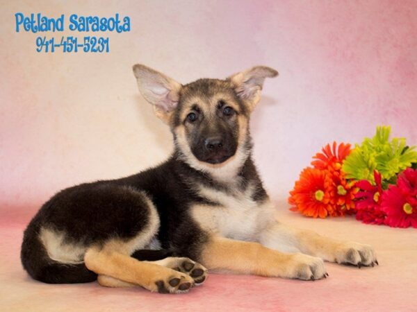 German Shepherd — adopted from Dreamtails