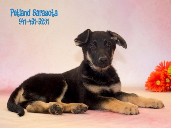 German Shepherd — adopted from Dreamtails