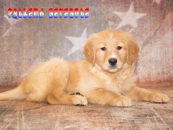 Golden Retriever — adopted from Dreamtails