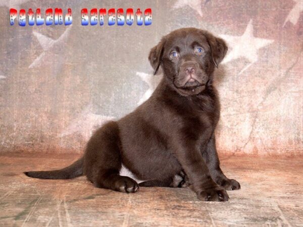 Labrador Retriever — adopted from Dreamtails