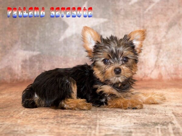 Yorkshire Terrier — adopted from Dreamtails