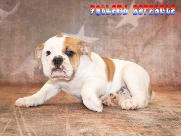 Victorian Bulldoge — adopted from Dreamtails