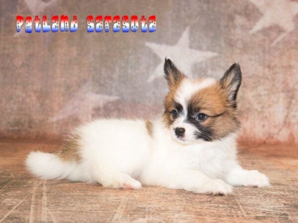 Papillon — adopted from Dreamtails