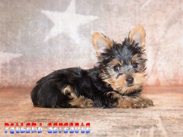Yorkshire Terrier — adopted from Dreamtails