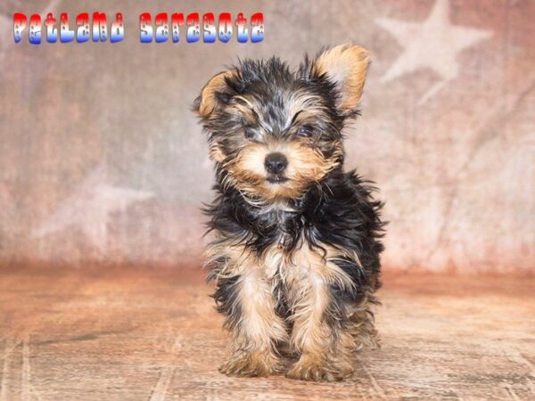 Yorkshire Terrier — adopted from Dreamtails