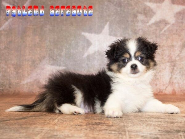 Chiranian — adopted from Dreamtails