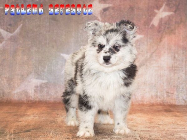 Pomsky — adopted from Dreamtails