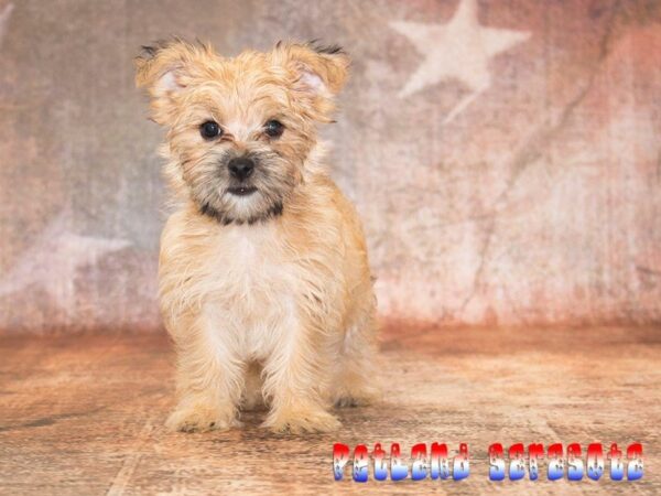 Morkie — adopted from Dreamtails