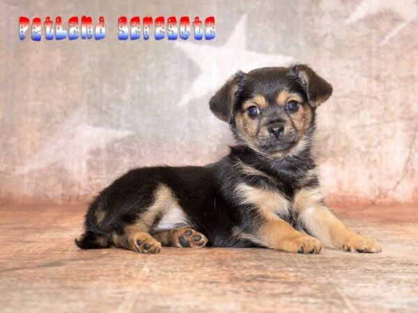 Chorkie — adopted from Dreamtails