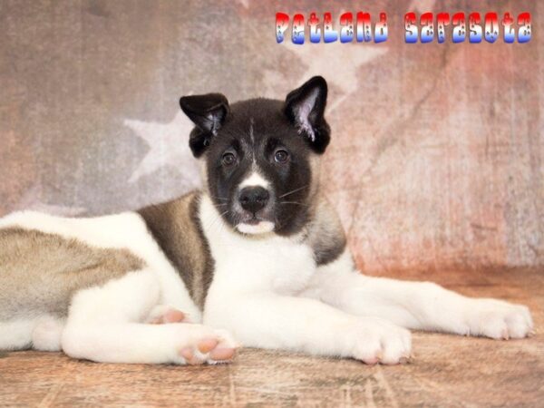 Akita — adopted from Dreamtails