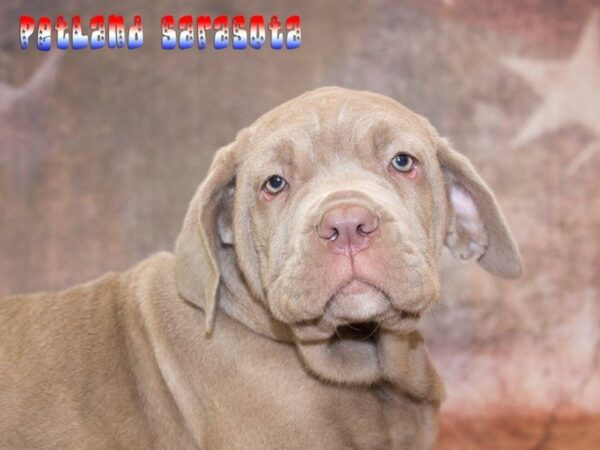 Neapolitan Mastiff — adopted from Dreamtails