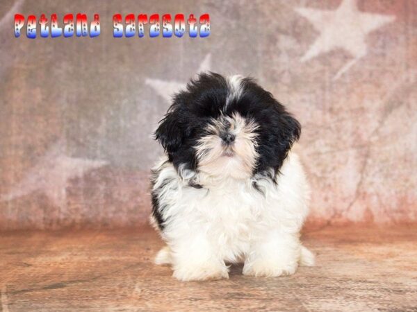Shih Tzu — adopted from Dreamtails