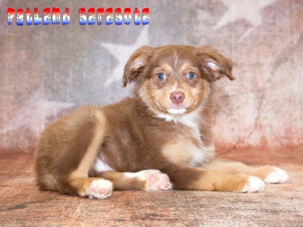 Miniature Australian Shepherd — adopted from Dreamtails