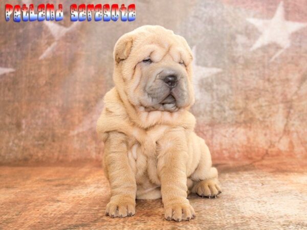 Chinese Shar-Pei — adopted from Dreamtails
