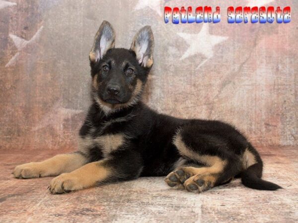German Shepherd — adopted from Dreamtails