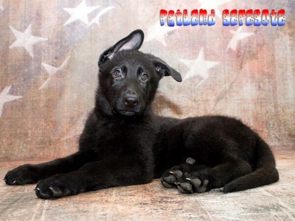 German Shepherd — adopted from Dreamtails