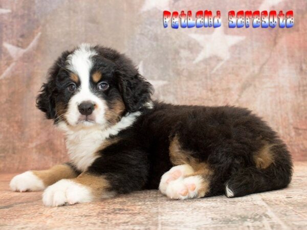 Bernese Mnt. Dog — adopted from Dreamtails