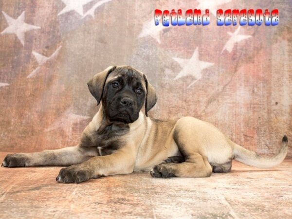 English Mastiff — adopted from Dreamtails