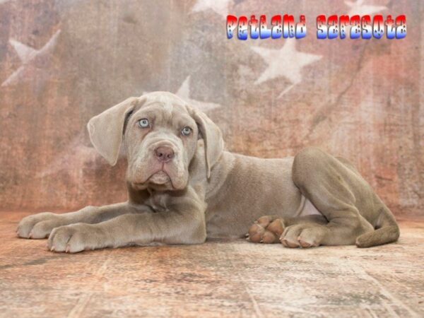 Neapolitan Mastiff — adopted from Dreamtails