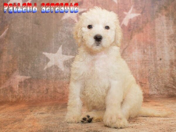 Labradoodle — adopted from Dreamtails