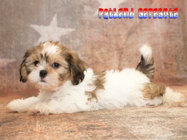cava-tzu — adopted from Dreamtails