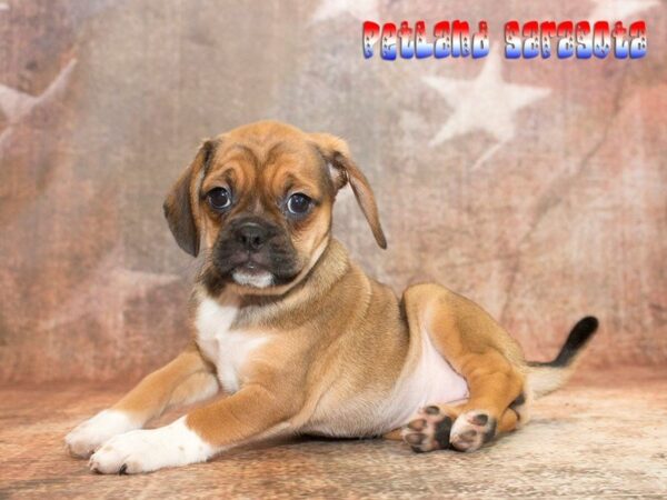 Puggle — adopted from Dreamtails