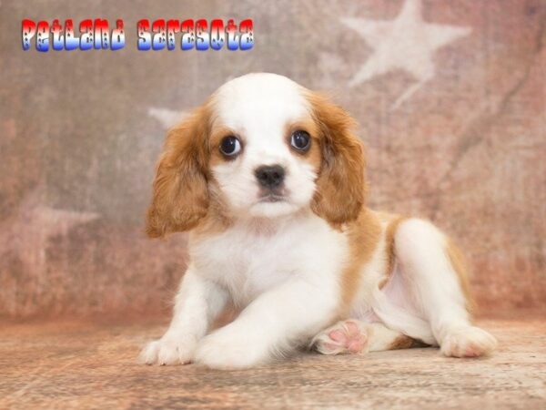 Cavalier King Charles — adopted from Dreamtails