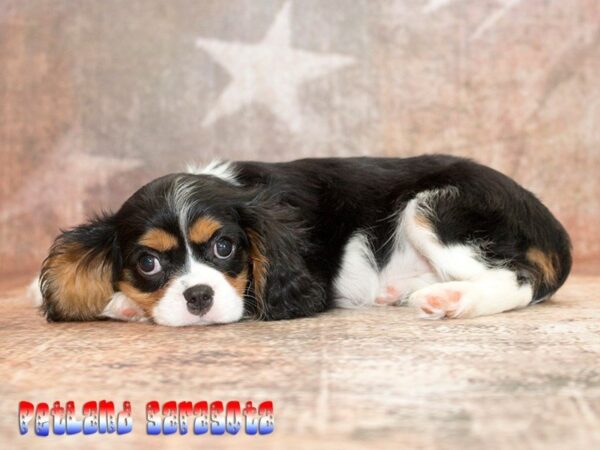 Cavalier King Charles — adopted from Dreamtails