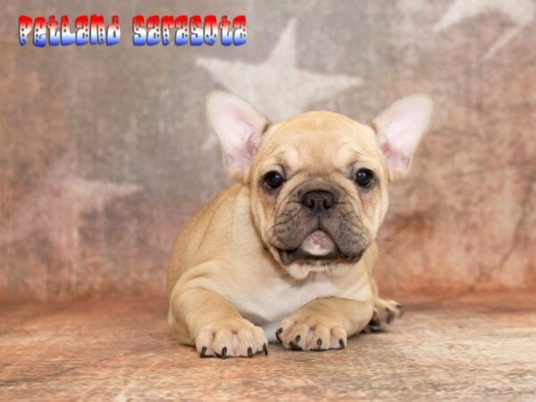 French Bulldog — adopted from Dreamtails