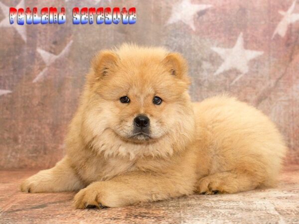 Chow Chow — adopted from Dreamtails