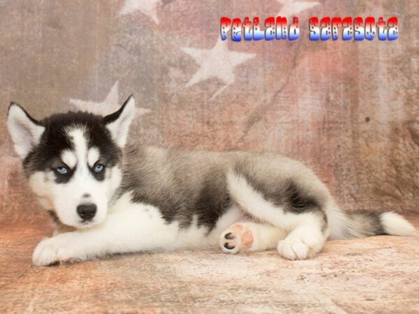 Siberian Husky — adopted from Dreamtails