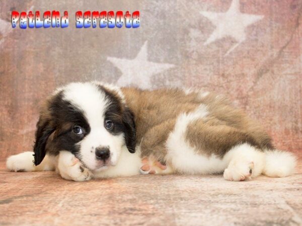 Saint Bernard — adopted from Dreamtails