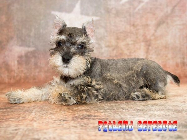 Miniature Schnauzer — adopted from Dreamtails