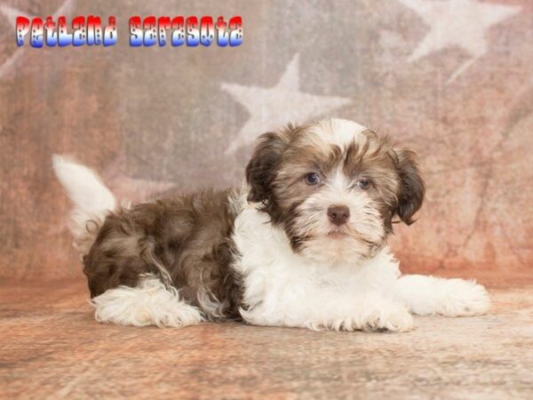 Havanese — adopted from Dreamtails